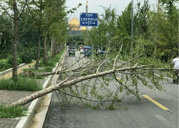 1624412218803351.jpg 绿化树倒断_副本.jpg